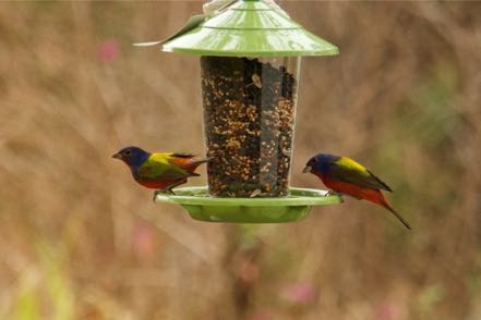 Painted Buntings 1