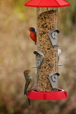 Painted Buntings 2