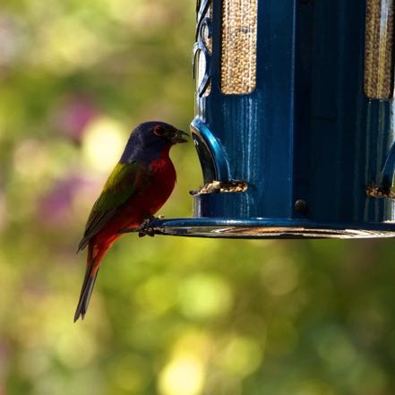 Painted Buntings 4