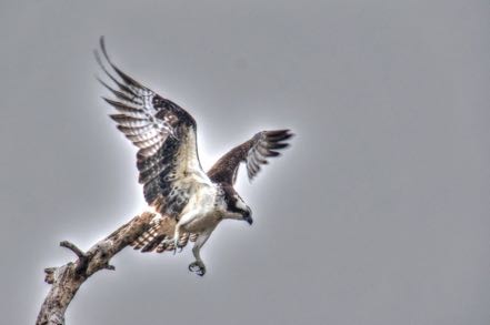 Osprey