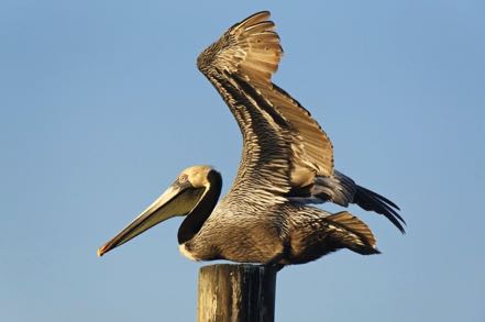 Pelican