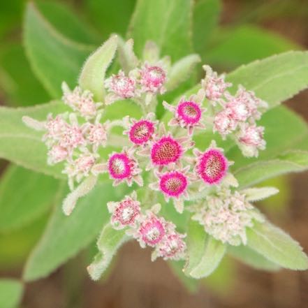 Pink Flower