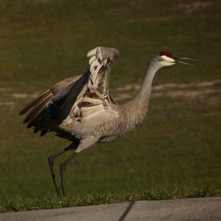 Sandhill Crane