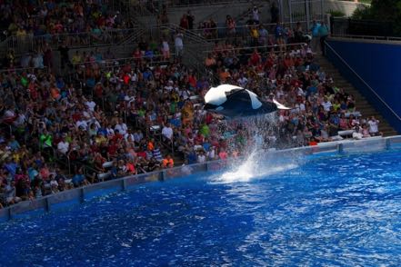 Shamu Show #1