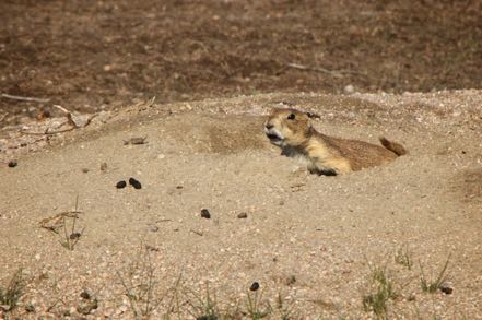 Prairie Dog