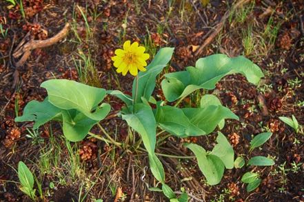 Arrowleaf Arnica #2