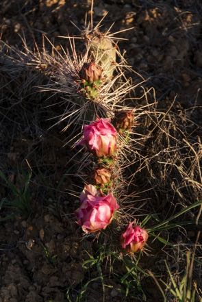 Blooming Catus