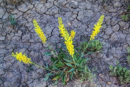 Highline Lake Weed