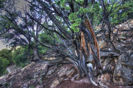 Hiking Tree