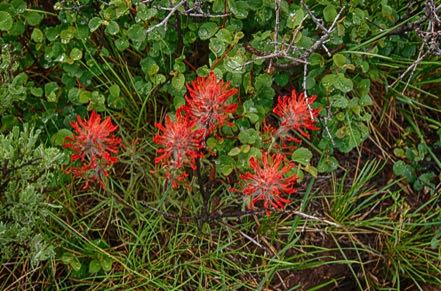 Indian Paintbrush