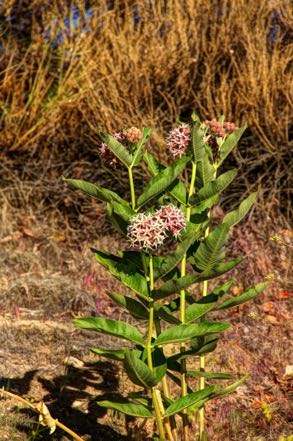 Milkweed