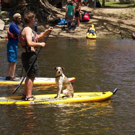 PaddleFest Pup #4