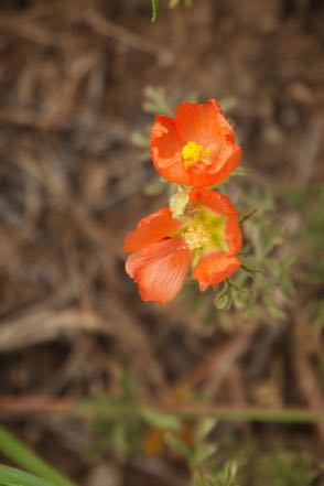 Scarlet False Mallow