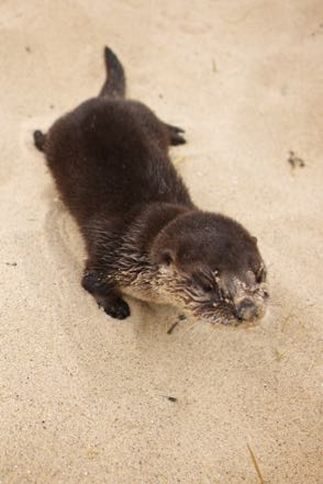 Sandy the River Otter