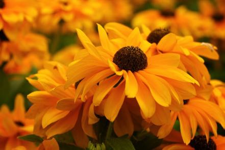 Black-Eyed Susan