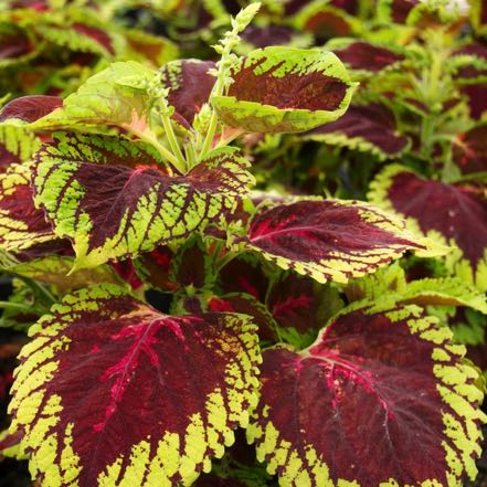 Coleus