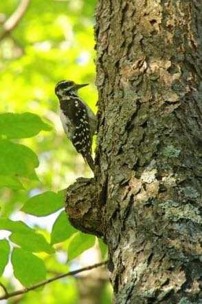 Hairy Woodpecker