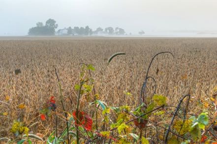 Foggy Farm