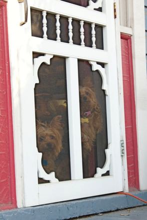 Screened Pups