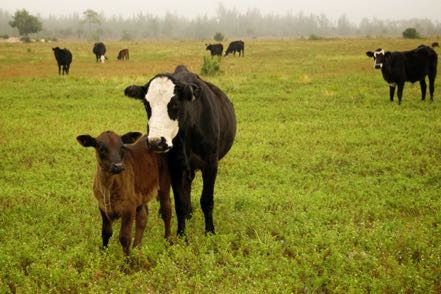 Cow and Calf