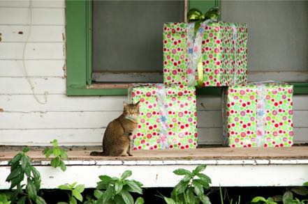 Cat and Presents