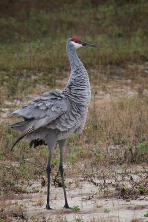 Sandhill Crane