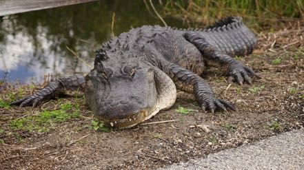 Resting Gator