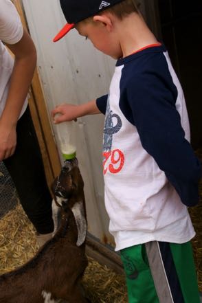 Austie Feeding Baby Goat