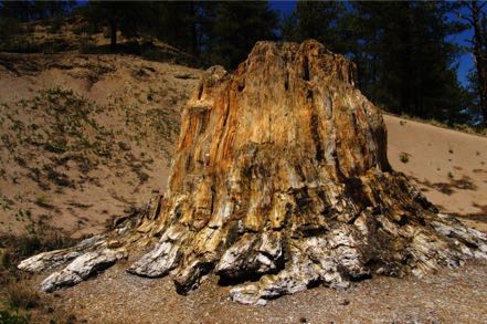 Fossilized Redwood Stump