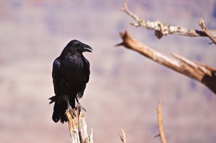 Guano Point Head Bird