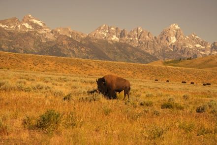 Bison at Mormon Row