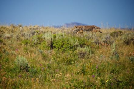 Coyote Along Mormon Row