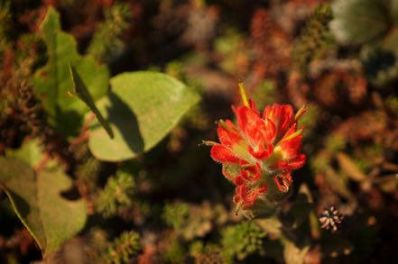 Indian Paintbrush