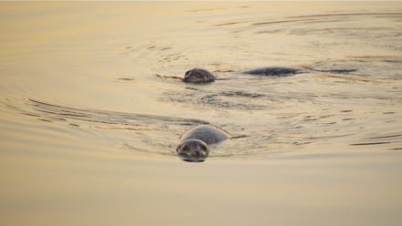 Harbor Seals