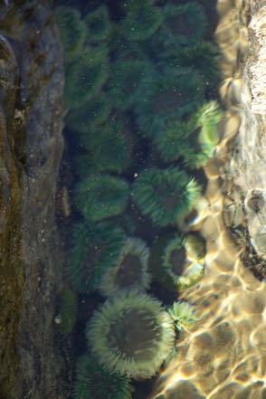 Underwater Urchin