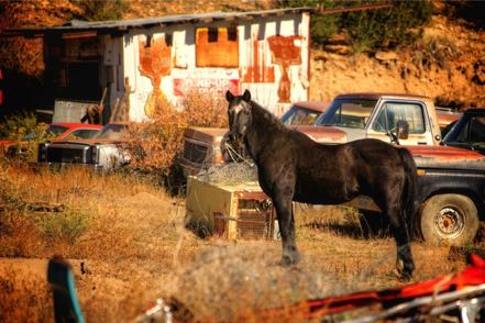 Junkyard Horse