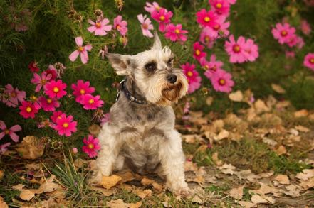 Mitzy and Flowers