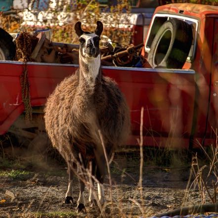 Llama in Junk Yard