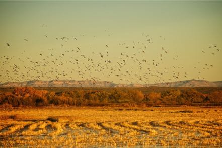 Home to Roost