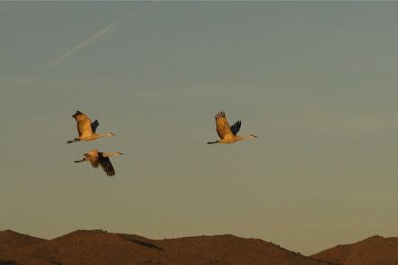 Sandhill Cranes Launching