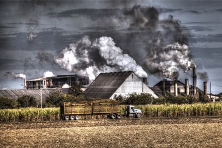 Sugar Cane Country