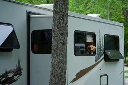 Camping Pup