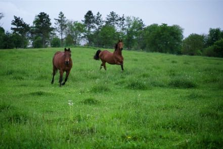 Frolicking Horses