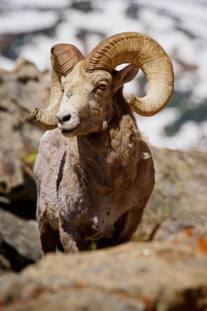 Bighorn Close-Up