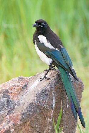 Magpie