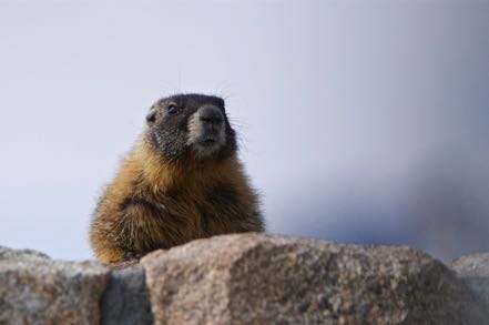 Marmot