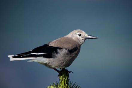 Clarks Nutcracker