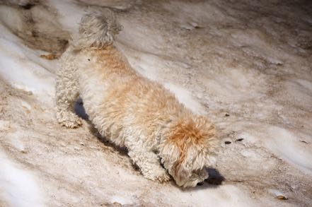 Marmot Sniffer