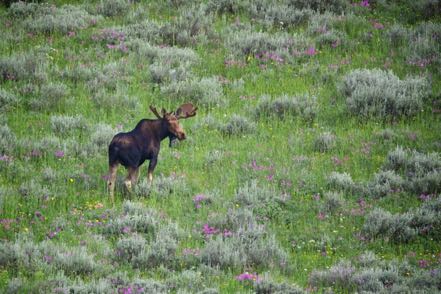 Moose in Meadow