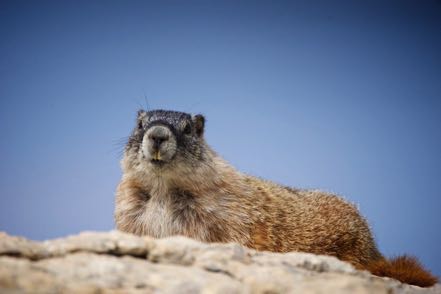 Mr. Marmot